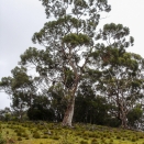 Alter Baum