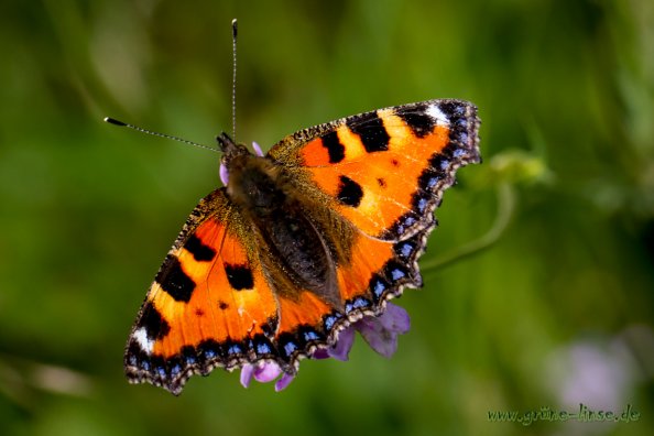 Kleiner Fuchs (Schmetterling)