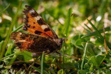 Kleiner Fuchs (Schmetterling)