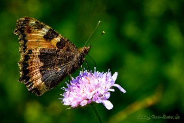 Kleiner Fuchs (Schmetterling)