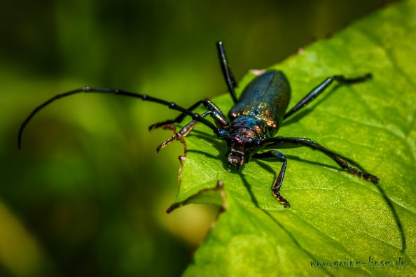 Moschusbockkäfer