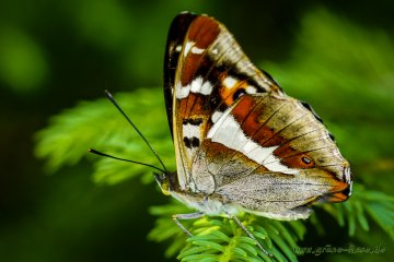 Grosser Schillerfalter (Schmetterling)