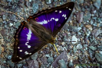 Grosser Schillerfalter (Schmetterling)