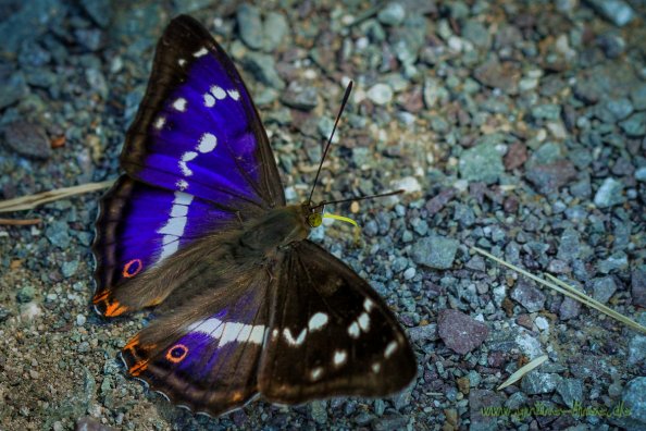 Grosser Schillerfalter (Schmetterling)