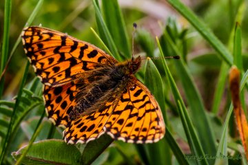 Magerrasen-Perlmuttfalter (Schmetterling)