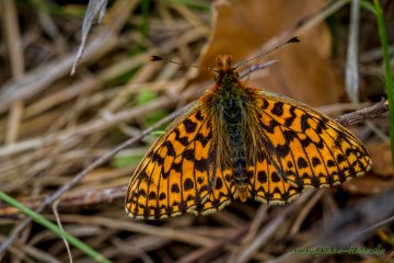 Magerrasen-Perlmuttfalter (Schmetterling)
