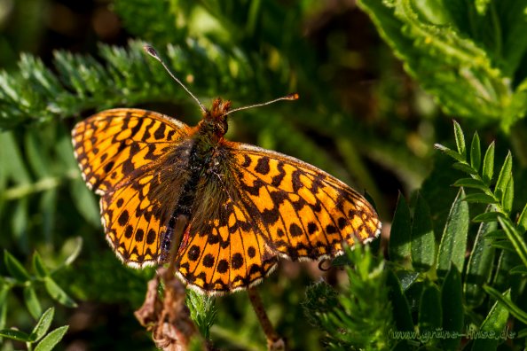 Magerrasen-Perlmuttfalter (Schmetterling)