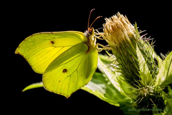 Zitronenfalter (Schmetterling)