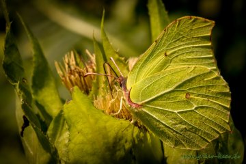 Zitronenfalter (Schmetterling)