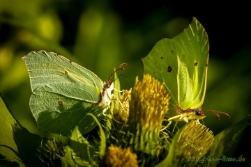 Zitronenfalter (Schmetterling)