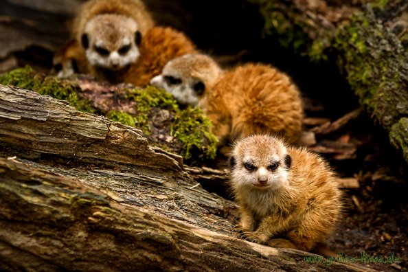 Erdmännchen (Zoo Hof)