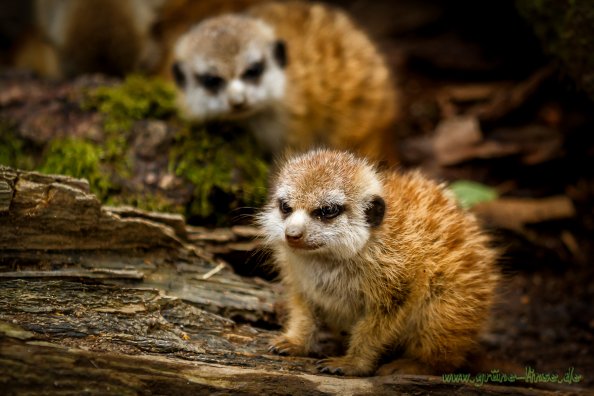 Erdmännchen (Zoo Hof)