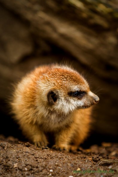 Erdmännchen (Zoo Hof)