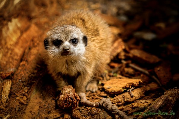 Erdmännchen (Zoo Hof)