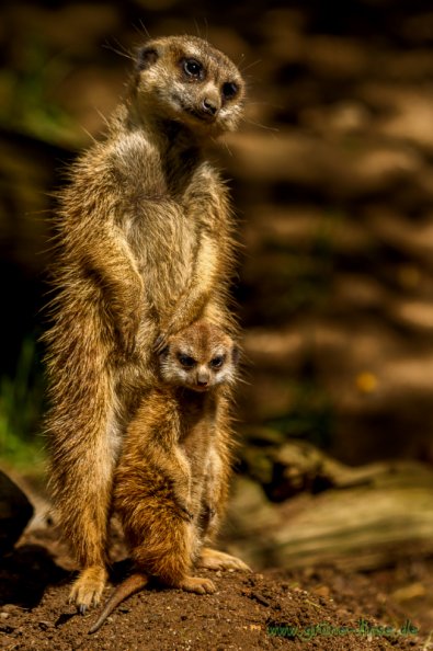 Erdmännchen (Zoo Hof)