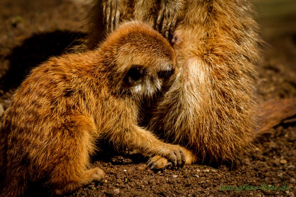 Erdmännchen (Zoo Hof)