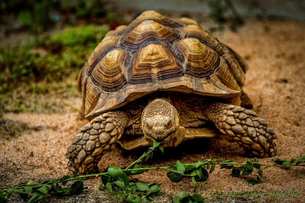 Sporenschildkröte Friedrich (Zoo Hof)