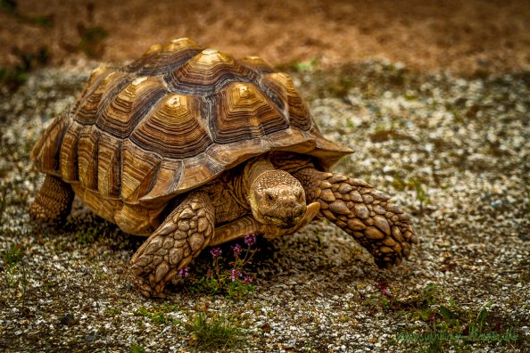 Sporenschildkröte Friedrich (Zoo Hof)