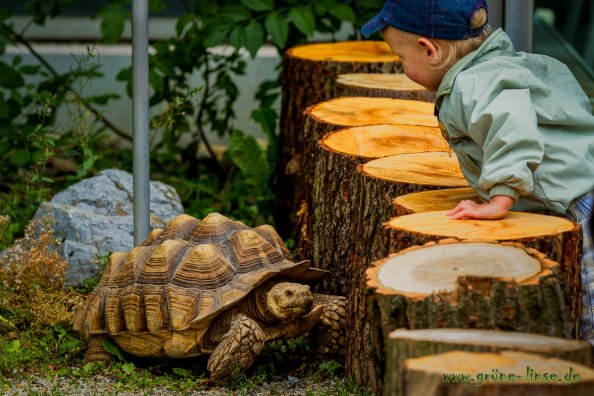 Sporenschildkröte Friedrich (Zoo Hof)