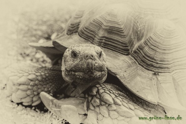 Sporenschildkröte Friedrich (Zoo Hof)