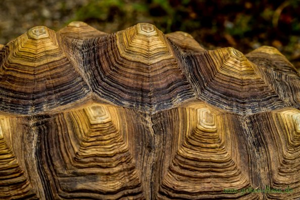 Sporenschildkröte Friedrich (Zoo Hof)