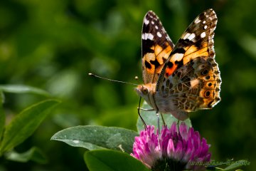 Distelfalter (Schmetterling)