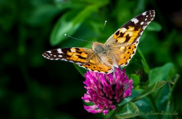 Distelfalter (Schmetterling)