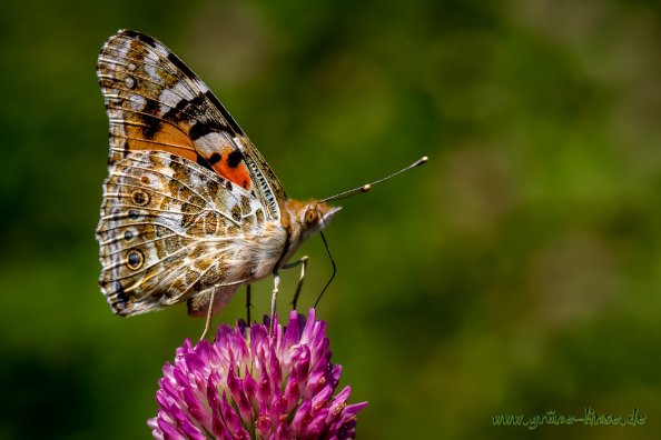 Distelfalter (Schmetterling)