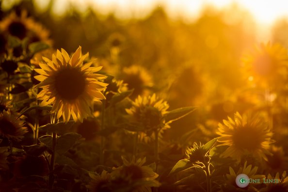 Sonnenblume Sonnenblume