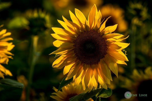 Sonnenblume Sonnenblume