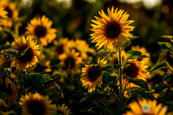 Sonnenblume Sonnenblume