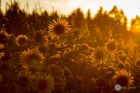 Sonnenblume