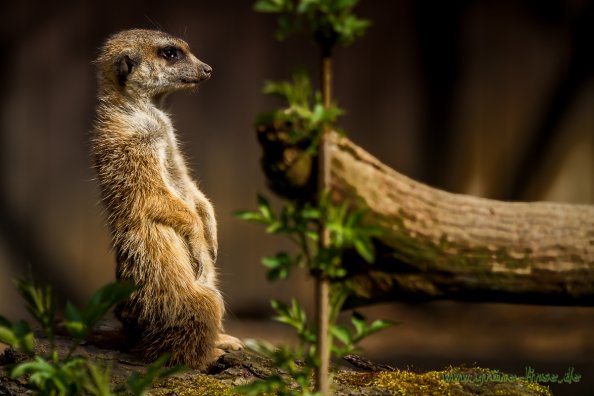 Erdmännchen (Zoo Hof)