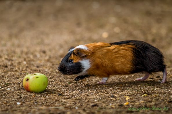 Meerschweinchen (Zoo Hof)