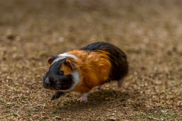 Meerschweinchen (Zoo Hof)