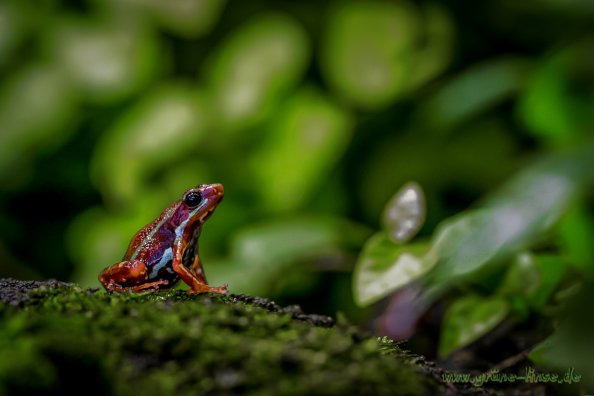 Pfeilgiftfrosch (Zoo Hof)