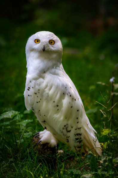 Schneeeule (Zoo Hof)