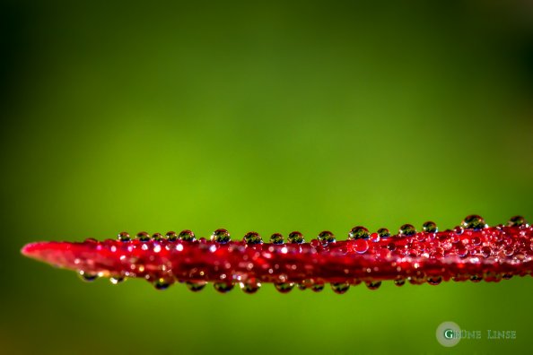 tautropfen-herbstblatt-rot-4