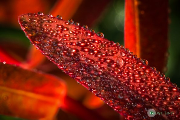 tautropfen-herbstblatt-rot-6