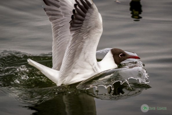 Lachmöwe (Stadtweiher - Kempten)