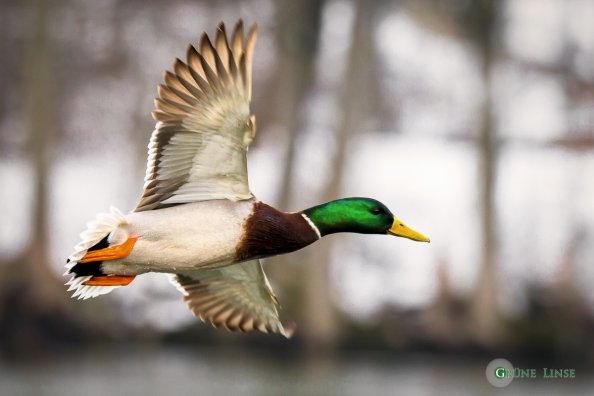 Stockente (Stadtweiher - Kempten)