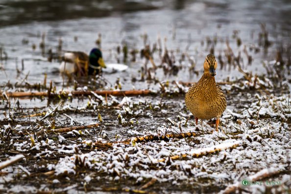 Stockente (Stadtweiher - Kempten)