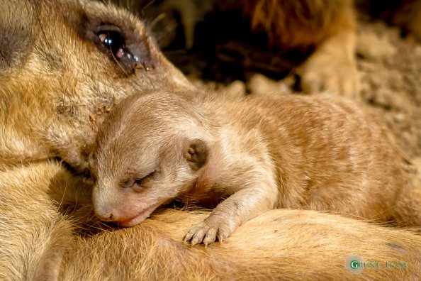 Erdmännchen Baby (Zoo Hof)