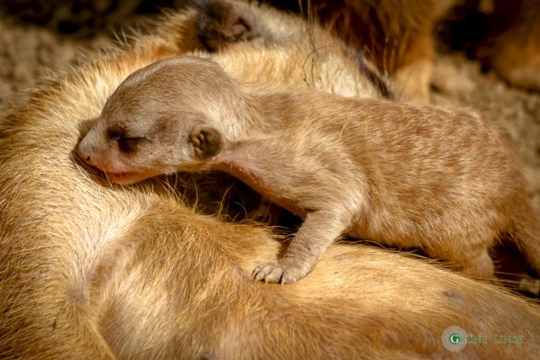 Erdmännchen Baby (Zoo Hof)