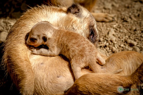 Erdmännchen Baby (Zoo Hof)