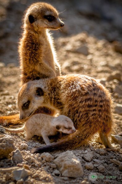 Erdmännchen Baby (Zoo Hof)