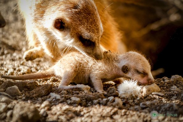 Erdmännchen Baby (Zoo Hof)