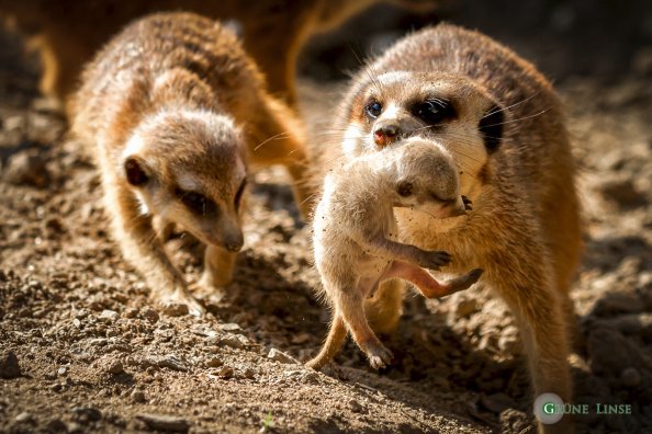 Erdmännchen Baby (Zoo Hof)