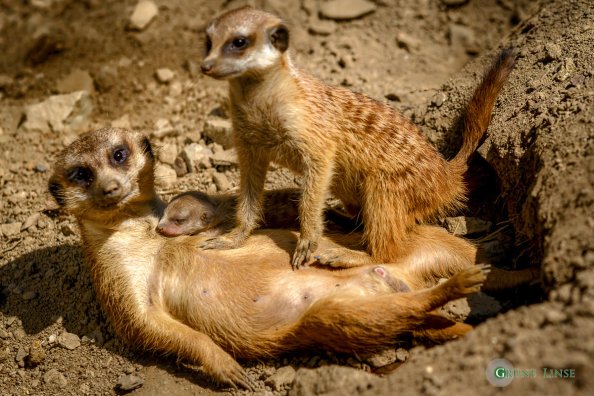 Erdmännchen Baby (Zoo Hof)