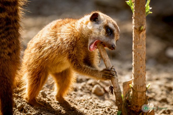 Erdmännchen  (Zoo Hof)